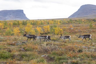 Reindeer herd at Abisko National Park in the colourful autumn of Lapland below Lapporten,