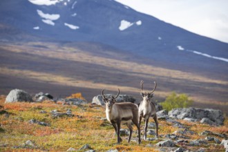 Reindeer herd at Abisko National Park in the colourful autumn of Lapland below Lapporten,