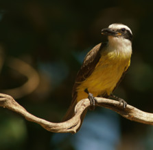 Sulphur-masked tyrant (Pitangus sulphuratus), Pantanal, Brazil, South America