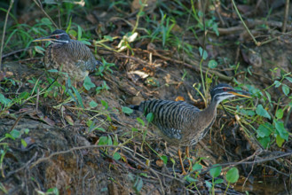 Sun rail (Eurypyga helias) Pantanal Brazil