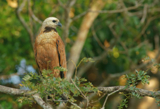 Fish Buzzard (Busarellus nigricollis), Pantanal, inland, wetland, UNESCO Biosphere Reserve, World