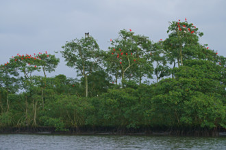 Scarlet Ibis (Eudocimus ruber), Mata Atlantica, Brazil, South America