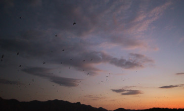 Flying foxes (Pteropodidae), Kalong Mangrove Island, Komodo National Park, Indonesia, Southeast
