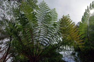 Tree fern Indonesia