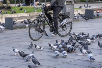 Pigeons, city pigeons, were fed with bread by humans, in the city centre of Essen, North