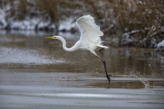 Great White Egret (Egretta alba) Germany