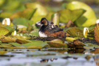 Black-necked Grebe (Podiceps nigricollis) at the nest with young, Danube Delta, Romania