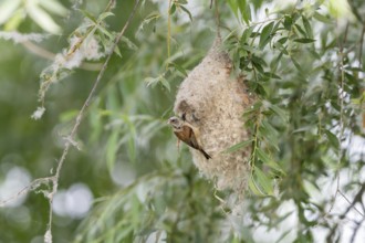 Penduline Tit (Remiz pendulinus), at the nest, feeding young bird in the nest, Danube Delta,