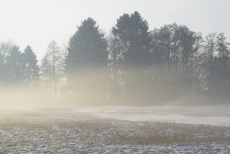 Winterlandschaft, aufsteigender Bodennebel im Licht der Morgensonne, Nordrhein-Westfalen,