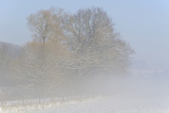 Winterlandschaft, Bodennebel steigt vor schneebedeckten Bäumen auf, blauer Himmel,
