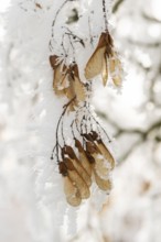 Ice crystals from roarfrost on Amur maple (Acer tataricum subsp. ginnala) seeds at sunshine in