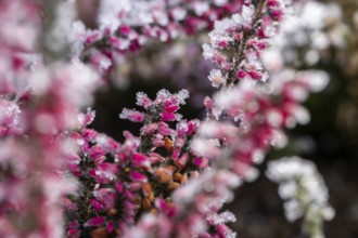 Ice crystals from roarfrost on a winter-flowering heather (Erica carnea) branch at sunshine in
