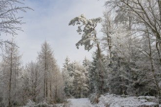 Forest road going through a mixed forest white from roarfrost on a sunny day in winter, Bavaria,