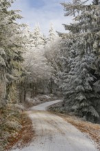 Forest road going through a mixed forest white from roarfrost on a sunny day in winter, Bavaria,
