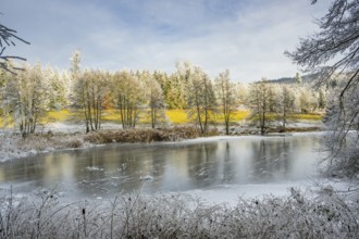 A frozen pont in a valley surrounded by a mixed forest with norway spruce (Picea abies) and