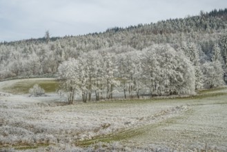 Meadow in a valley surrounded by a mixed forest with norway spruce (Picea abies) and European beech