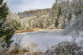 A frozen pont in a valley surrounded by a mixed forest with norway spruce (Picea abies) and