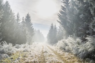 Walking trail going through a mixed forest white from roarfrost on a sunny day in winter, Bavaria,