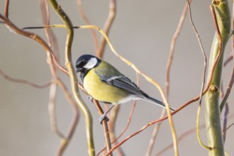 Great tit (Parus major) sitting on a branch, Bavaria, Germany