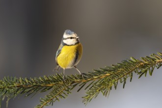 Eurasian blue tit (Cyanistes caeruleus) sitting on a branch, Bavaria, Germany