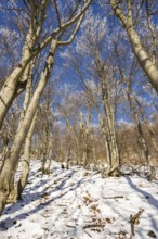 European beech (Fagus sylvatica) trees in a forest with hoarfrost on the branches in winter, Vápec,