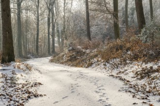 Forest road going through a mixed forest white from roarfrost on a sunny day in winter, Bavaria,