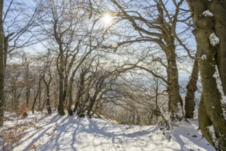 European beech (Fagus sylvatica) trees in a forest with hoarfrost on the branches in winter, Vápec,