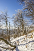 European beech (Fagus sylvatica) trees in a forest with hoarfrost on the branches in winter, Vápec,