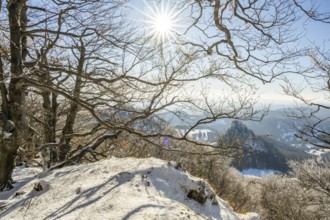 European beech (Fagus sylvatica) trees in a forest with hoarfrost on the branches in winter, Vápec,