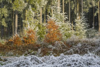 Mixed forest with norway spruce (Picea abies) and European beech (Fagus sylvatica) white from