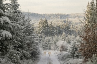 Forest road going through a mixed forest white from roarfrost on a sunny day in winter, Bavaria,