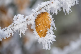 Ice crystals from roarfrost on a common beech (Fagus sylvatica) leaf at sunshine in winter,
