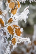 Ice crystals from roarfrost on a common beech (Fagus sylvatica) leaf at sunshine in winter,