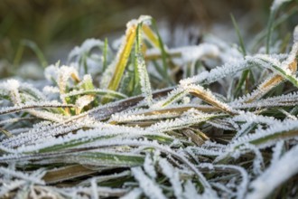 Ice crystals from roarfrost on grass blades in winter, Bavaria, Germany