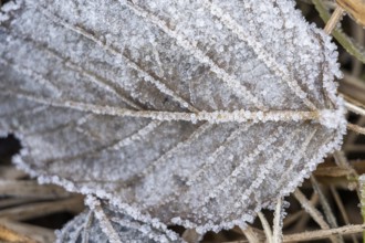 Ice crystals from roarfrost on a goat willow (Salix caprea) leaf lying on the ground in winter,