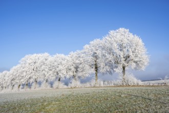 Silver lime trees (Tilia tomentosa) with hoarfrost on the branches standing on a meadow on a sunny