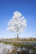 Silver birch (Betula pendula) standing on a meadow with hoarfrost on the branches in front of blue