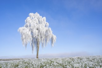 Silver birch (Betula pendula) standing on a meadow with hoarfrost on the branches in front of blue