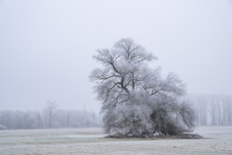 Eastern crack-willow (Salix euxina) standing on a meadow with hoarfrost on the branches in winter,