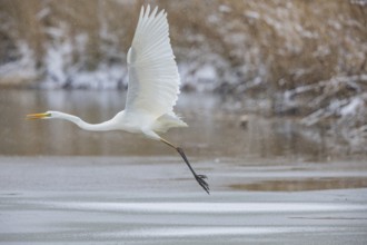 Great White Egret (Egretta alba) Germany