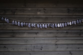 Shell necklace on a wooden wall, Resö Island, Bohuslän, Skagerrak, Sotenäs, Västra Götalands län,