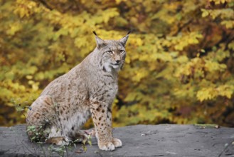 Eurasian lynx (Lynx lynx) sitting on a stone in autumn, captive, Germany