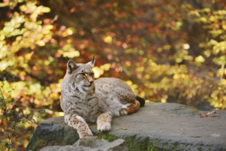 Eurasian lynx (Lynx lynx) lying on a stone in autumn, captive, Germany