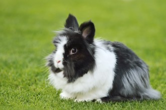 Lionhead rabbit (Oryctolagus cuniculus forma domestica) in a meadow, North Rhine-Westphalia,