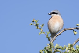 Red-backed shrike (Lanius collurio), male, North Rhine-Westphalia, Germany