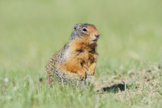 Columbia ground squirrel (Urocitellus columbianus, Spermophilus columbianus), Jasper National Park,