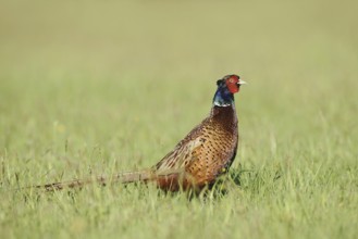 Hunting pheasant (Phasianus colchicus), cock standing in a meadow, North Rhine-Westphalia, Germany