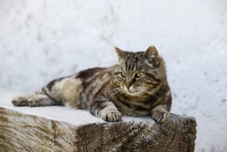 Domestic cat (Felis catus) lying on a wooden bench, Brittany, France