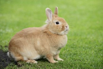 Dwarf rabbit (Oryctolagus cuniculus forma domestica) in a meadow, North Rhine-Westphalia, Germany