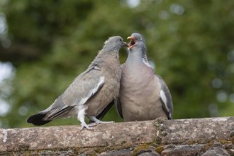 Wood pigeon (Columba palumbus) adult parent bird feeding a juvenile baby squab bird on an urban